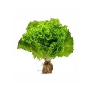 LECHUGA